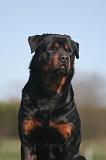 ROTTWEILER 625